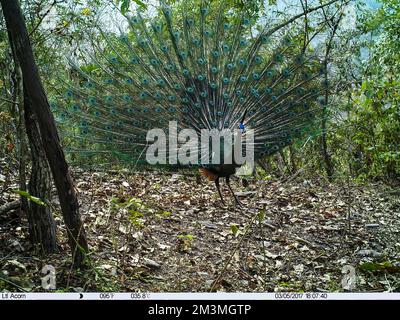 (221216) -- KUNMING, 16 dic., 2022 (Xinhua) -- questa foto di file non data catturata da una termocamera mostra un peafowl verde nella provincia di Yunnan nel sud-ovest della Cina. (Yunnan Provincial Forestry and Grassland bureau/Handout via Xinhua) Credit: Xinhua/Alamy Live News Foto Stock