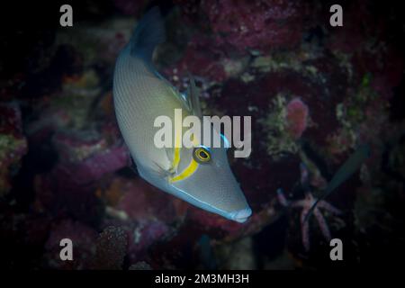 Bella pesce trignone colorato che nuota sopra la barriera corallina sana nell'Oceano pacifico Foto Stock