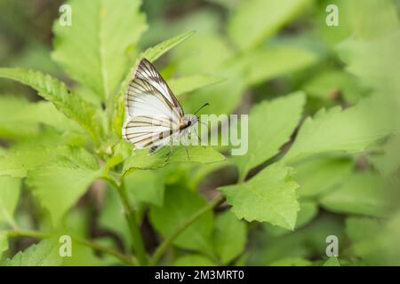 Skipper bianco con venature arroccato (Heliopetes arsalte) in Messico Foto Stock