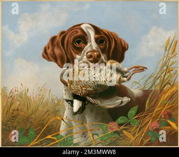 Puntatore e quaglia , Caccia cani, Quaglie, Animali morti. Louis Prang & Company Collection Foto Stock