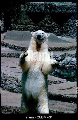 Orso polare in piedi sulle sue zampe posteriori, Zoo di San Francisco, orsi polari, zoo di San Francisco, San Francisco Zoo, California. Collezione Edmund L. Mitchell Foto Stock