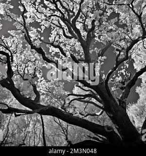 Immagine infrarossa in bianco e nero di antico bosco di quercia un'antica foresta medievale di caccia reale con resti viventi e di quercia sessile Foto Stock