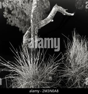 Fotografia in bianco e nero di riflessi albero moncone e canne in acqua Womere piscina su Cannock Chase AONB Area di eccezionale bellezza naturale Foto Stock