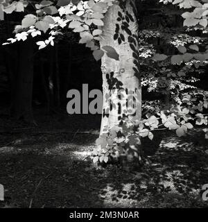 Fotografia in bianco e nero di on Cannock Chase AONB Area di eccezionale bellezza naturale in Staffordshire Inghilterra Regno Unito Foto Stock