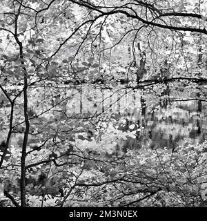 Fotografia in bianco e nero della flora a bordo delle acque su Cannock Chase AONB Area di eccezionale bellezza naturale in Staffordshire Inghilterra Regno Unito Foto Stock