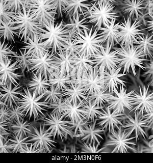 Primo piano semi astratto di Star Moss nelle foreste di Cannock Chase Foto Stock