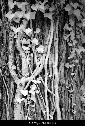 Fotografia in bianco e nero del parco inglese Cannock Chase AONB Area di straordinaria bellezza naturale in Staffordshire Inghilterra Regno Unito Foto Stock