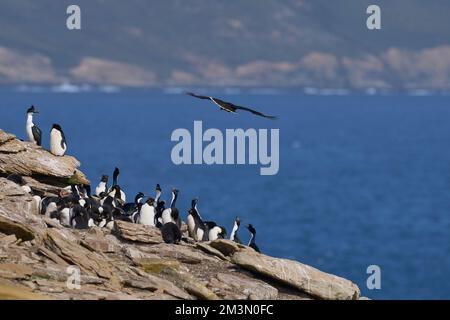 Caracara striata (Phalcoboenus australis) in volo sulla costa dell'isola di Saunders nelle Isole Falkland. Foto Stock