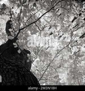 Immagine infrarossa in bianco e nero di antico bosco di quercia un'antica foresta medievale di caccia reale con resti viventi e di quercia sessile Foto Stock