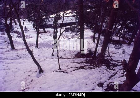 La neve si forma quando piccoli cristalli di ghiaccio nelle nubi si attaccano insieme per diventare fiocchi di neve. Se un numero sufficiente di cristalli si attaccheranno insieme, diventeranno abbastanza pesanti da cadere a terra. I fiocchi di neve che scendono attraverso aria umida leggermente più calda di 0 °C si fondono intorno ai bordi e si attaccano insieme per produrre fiocchi grandi. Foto Stock