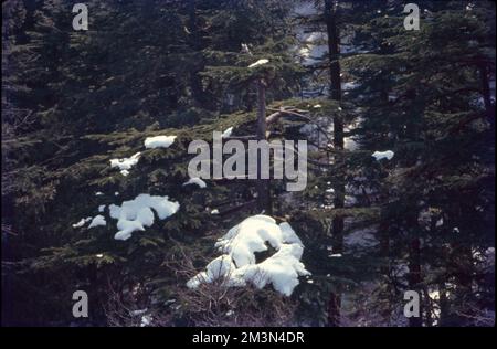 La neve si forma quando piccoli cristalli di ghiaccio nelle nubi si attaccano insieme per diventare fiocchi di neve. Se un numero sufficiente di cristalli si attaccheranno insieme, diventeranno abbastanza pesanti da cadere a terra. I fiocchi di neve che scendono attraverso aria umida leggermente più calda di 0 °C si fondono intorno ai bordi e si attaccano insieme per produrre fiocchi grandi. Foto Stock