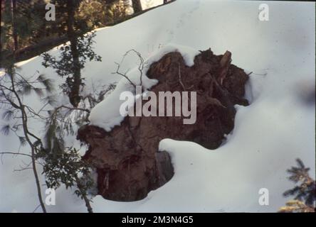 La neve si forma quando piccoli cristalli di ghiaccio nelle nubi si attaccano insieme per diventare fiocchi di neve. Se un numero sufficiente di cristalli si attaccheranno insieme, diventeranno abbastanza pesanti da cadere a terra. I fiocchi di neve che scendono attraverso aria umida leggermente più calda di 0 °C si fondono intorno ai bordi e si attaccano insieme per produrre fiocchi grandi. Foto Stock