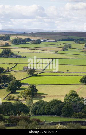 Campagna del Regno Unito, terreno agricolo con campi divisi da muri a secco e pascolo di pecore e mucche. Nidderdale AONB, North Yorkshire, Inghilterra, Regno Unito Foto Stock
