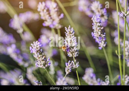 Un'ape raccoglie polline dalla lavanda, una pianta di miele popolare. Foto Stock