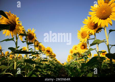Documentazione fotografica con un tiro dal basso di un campo di girasoli in piena fioritura Foto Stock