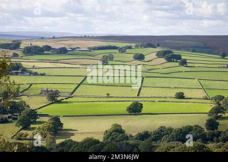 Campagna del Regno Unito, terreno agricolo con campi divisi da muri a secco e pascolo di pecore e mucche. Nidderdale AONB, North Yorkshire, Inghilterra, Regno Unito Foto Stock