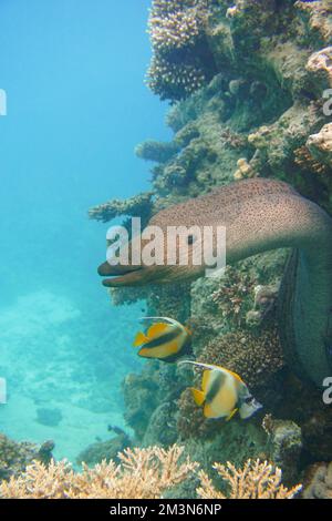 Una grande muraglia con grandi denti affilati che si nascondono nella colorata barriera corallina del Mar Rosso in Egitto. Scuba Diving fotografia subacquea Foto Stock