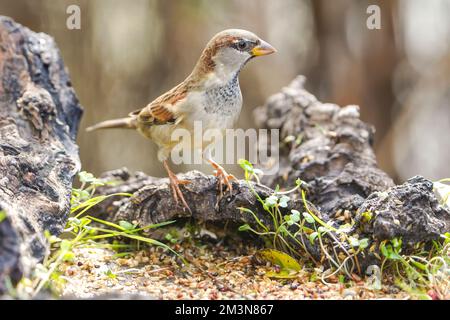 Passero di casa, Passer domestica (giovane maschio) al tavolo di alimentazione, Spagna. Foto Stock