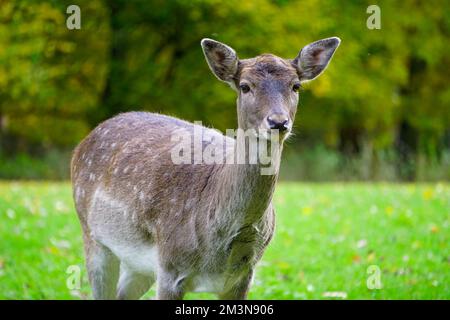Bellissimo cervi nel verde parco erba Foto Stock