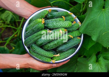 il coltivatore tiene una ciotola di cetrioli appena raccolti nelle sue mani. fuoco selettivo Foto Stock