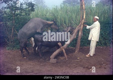 Allevamento animale, coltivazione controllata, gestione e produzione di animali domestici, compreso il miglioramento delle qualità ritenute desiderabili dall'uomo mediante allevamento. Gli animali sono allevati e allevati per utilità (per esempio, cibo, pelliccia), sport, piacere, e la ricerca. Vedi anche apicoltura, produzione casearia. Foto Stock