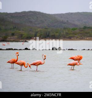 Un gruppo di bellissimi fenicotteri rosa nella salina, lago salato poco profondo nell'isola caraibica di Curacao Foto Stock