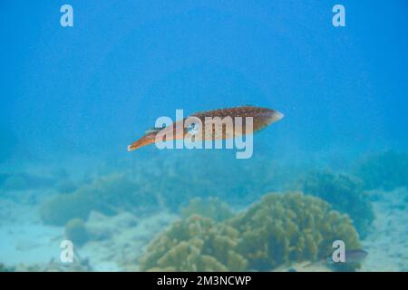 Bel calamaro marrone nuotare nelle acque blu del mare caraibico dell'isola di Curacao. Subacquea, Immersioni subacquee, Calamari Foto Stock