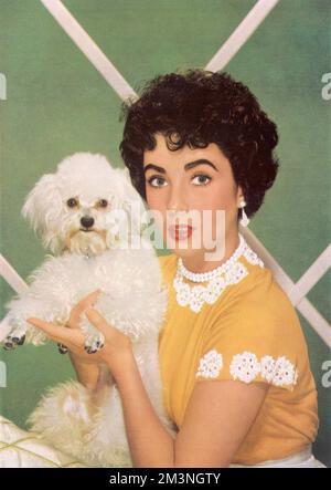 Ritratto fotografico a colori di Elizabeth Taylor (1932-2011), attrice britannica, che regge un cane giocattolo. Data: 1953 Foto Stock