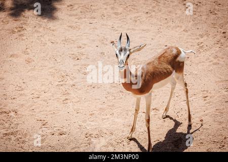 Il Dama Gazelle - Nanger dama - conosciuto anche come Addra Gazelle o Mhorr Gazelle. Foto Stock