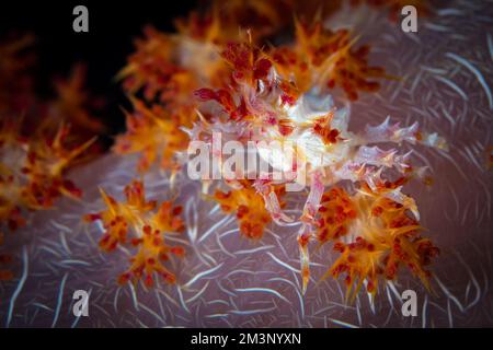 Granchio rosa caramella mimetizzazione sulla barriera corallina Foto Stock