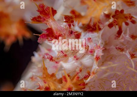 Granchio rosa caramella mimetizzazione sulla barriera corallina Foto Stock