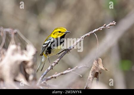 Warbler verde a gola nera cerca insetti nelle foglie morte del tetto dell'albero. Foto Stock