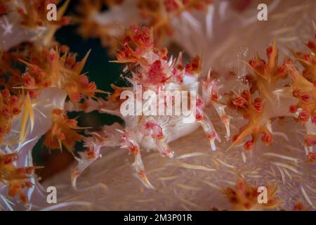 Granchio rosa caramella mimetizzazione sulla barriera corallina Foto Stock