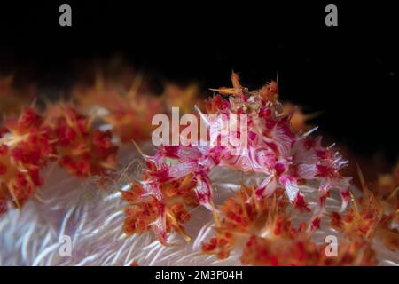 Granchio rosa caramella mimetizzazione sulla barriera corallina Foto Stock