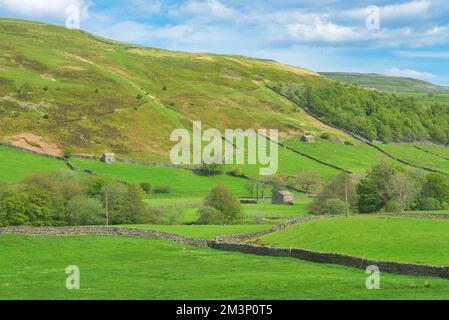 Si affaccia a nord su Swaledale, dal vicino villaggio di Thwaite, dal B6270. Vicino a Muker. Mostra fienili tipici, pareti in pietra e ricchi terreni agricoli nello Yorkshire da Foto Stock