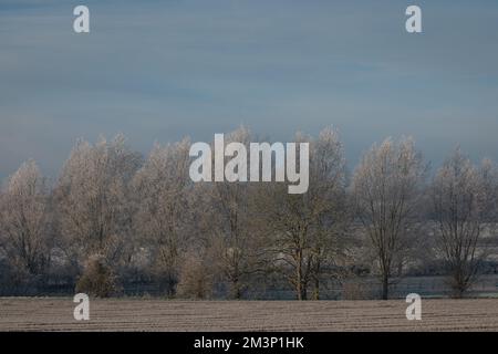 Vista invernale di Bergholt ovest, Essex. Paesaggio vinoso, alberi bianchi, campi, cespugli. Brina di bue su alberi e piante. Frost piuma. Foto Stock