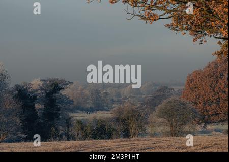 L'autunno incontra l'inverno. Toni caldi e freddi. West Bergholt paesaggio, viste. Campagna Essex nel mese di dicembre. Frost piuma. Foto Stock