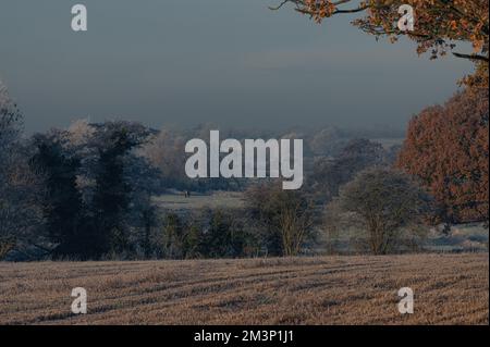 L'autunno incontra l'inverno. Toni caldi e freddi. West Bergholt paesaggio, viste. Campagna Essex nel mese di dicembre. Frost piuma. Foto Stock