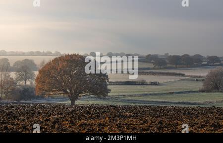 L'autunno incontra l'inverno. Toni caldi e freddi. West Bergholt paesaggio, viste. Campagna Essex nel mese di dicembre. Frost piuma. Foto Stock