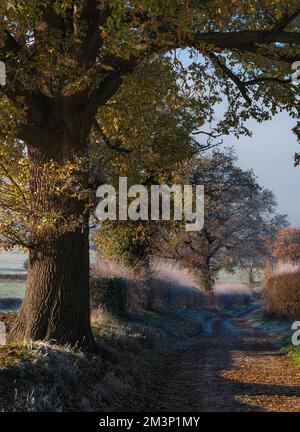 L'autunno incontra l'inverno. Toni caldi e freddi. West Bergholt paesaggio, viste. Campagna Essex nel mese di dicembre. Frost piuma. Foto Stock