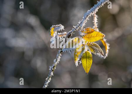 Brina di bue sulle foglie gialle. L'autunno incontra l'inverno. Primo piano. Frost piuma Foto Stock