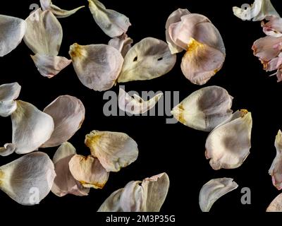 I petali feriti di una rosa appassita su sfondo nero Foto Stock