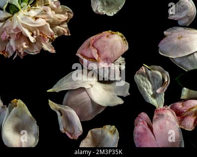 I petali feriti di una rosa appassita su sfondo nero Foto Stock