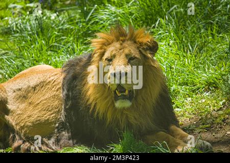 Leone asiatico, maschio, Zoo di Edimburgo, Scozia, Regno Unito Foto Stock