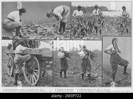 Donne che lavorano in una fattoria di tabacco, Norfolk, prima guerra mondiale Foto Stock