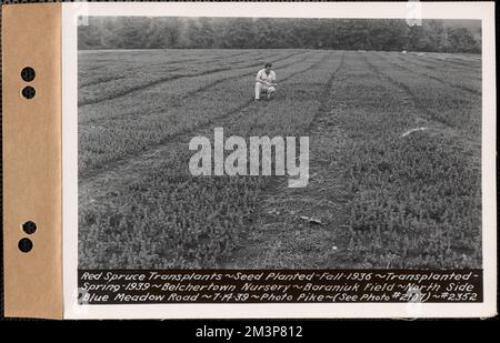 Trapianti di abete rosso, piantati autunno 1936, trapiantati primavera 1939, Baraniuk Field, lato nord di Blue Meadow Road, Belchertown Nursery, Belchertown, Mass., luglio 14, 1939 : Parcel no 208-- , opere d'acqua, serbatoi strutture di distribuzione idrica, silvicoltura, vivai orticoltura Foto Stock