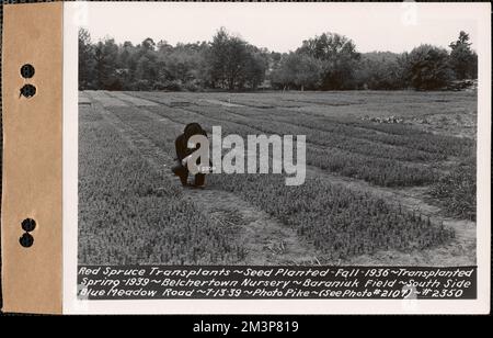 Trapianti di abete rosso, piantati autunno 1936, trapiantati primavera 1939, Baraniuk Field, lato sud di Blue Meadow Road, Belchertown Nursery, Belchertown, Mass., luglio 13, 1939 : Parcel no 208-- , opere d'acqua, serbatoi strutture di distribuzione idrica, silvicoltura, vivai orticoltura Foto Stock