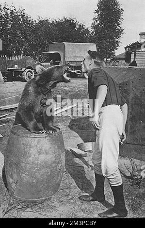 Soldato russo con mascotte di orso reggimentale, prima guerra mondiale Foto Stock