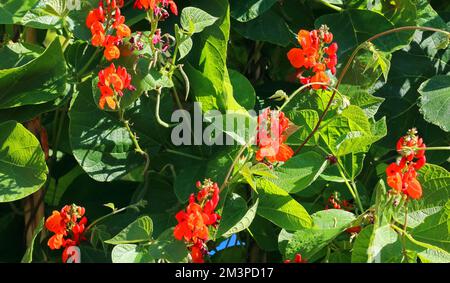 Runner fagiolo o polo fagiolo fiori rossi. Foto Stock