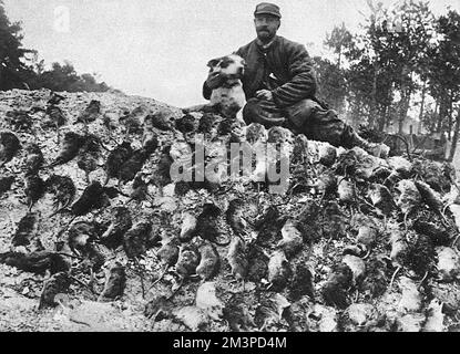 Cacciatore di topi francese, 1916 anni, prima guerra mondiale Foto Stock